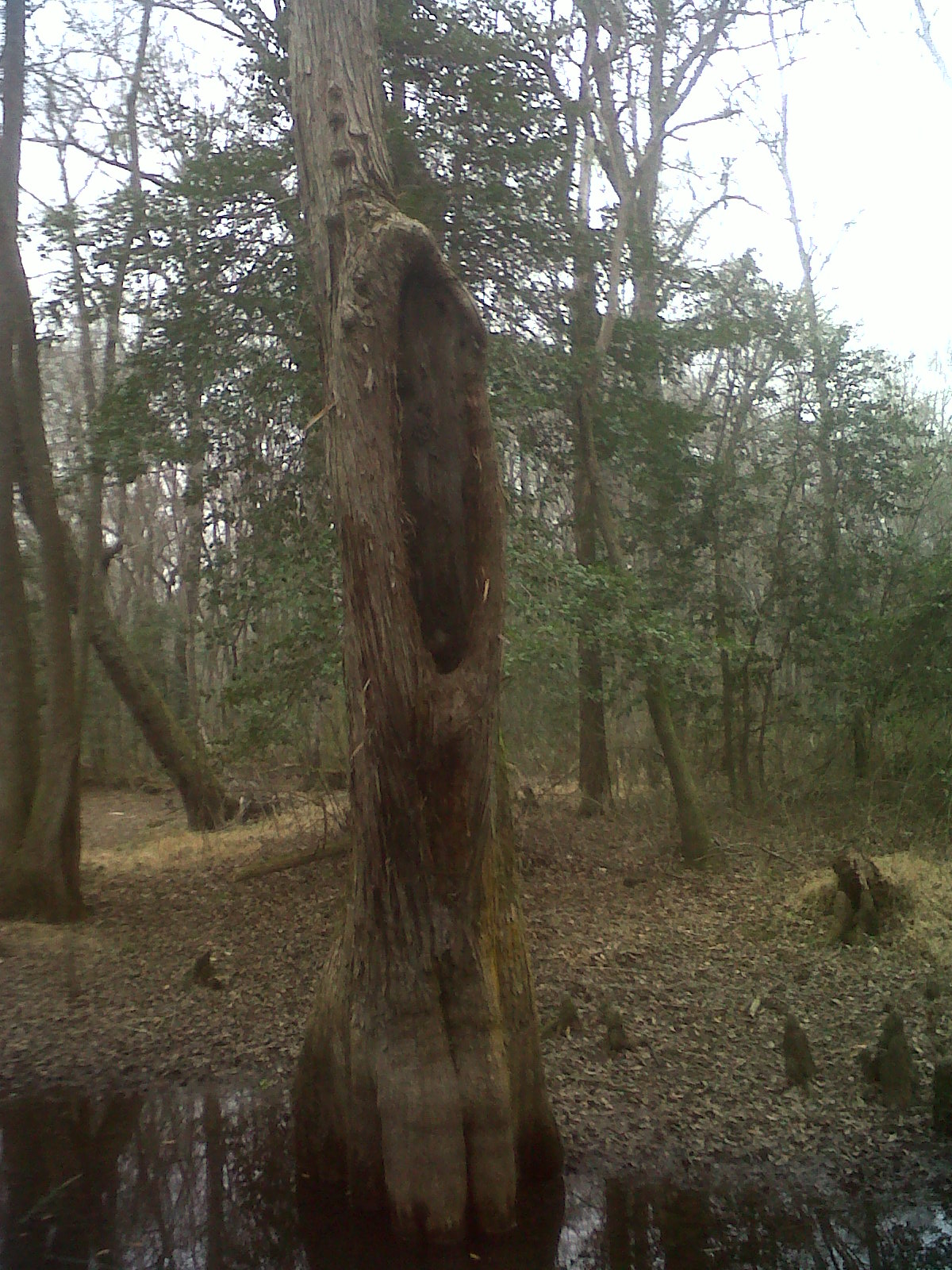 Lumber River State Park Chalk Banks Ghoulish Shapes
