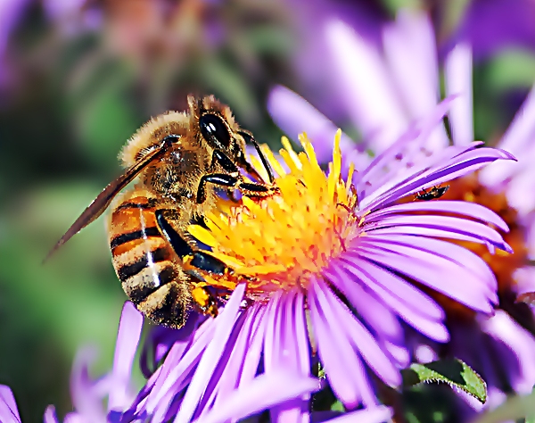 Caffeine enhances memory In Bees!