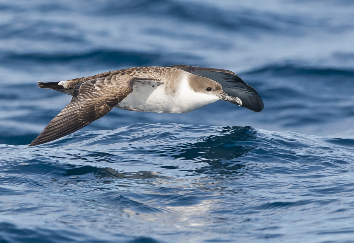 буревестники идут. средиземноморский буревестник. тонкоклювый буревестник. буревестниковые буревестниковые. буревестники идут.