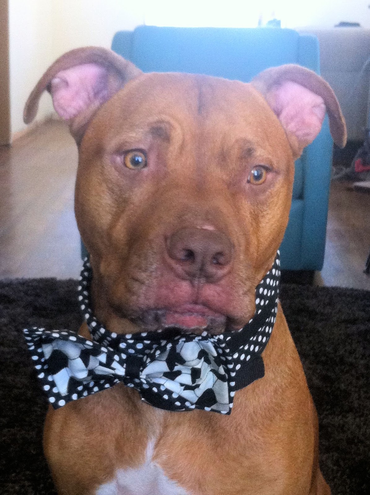 O Sew Gypsy Bow Tie Made For A Pitbull!