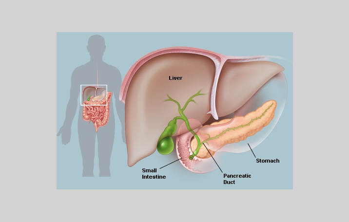 53 Gambar Organ Hati Manusia Dan Fungsinya Terlihat Keren 53 Gambar Organ Hati Manusia Dan Fungsinya Terlihat Keren