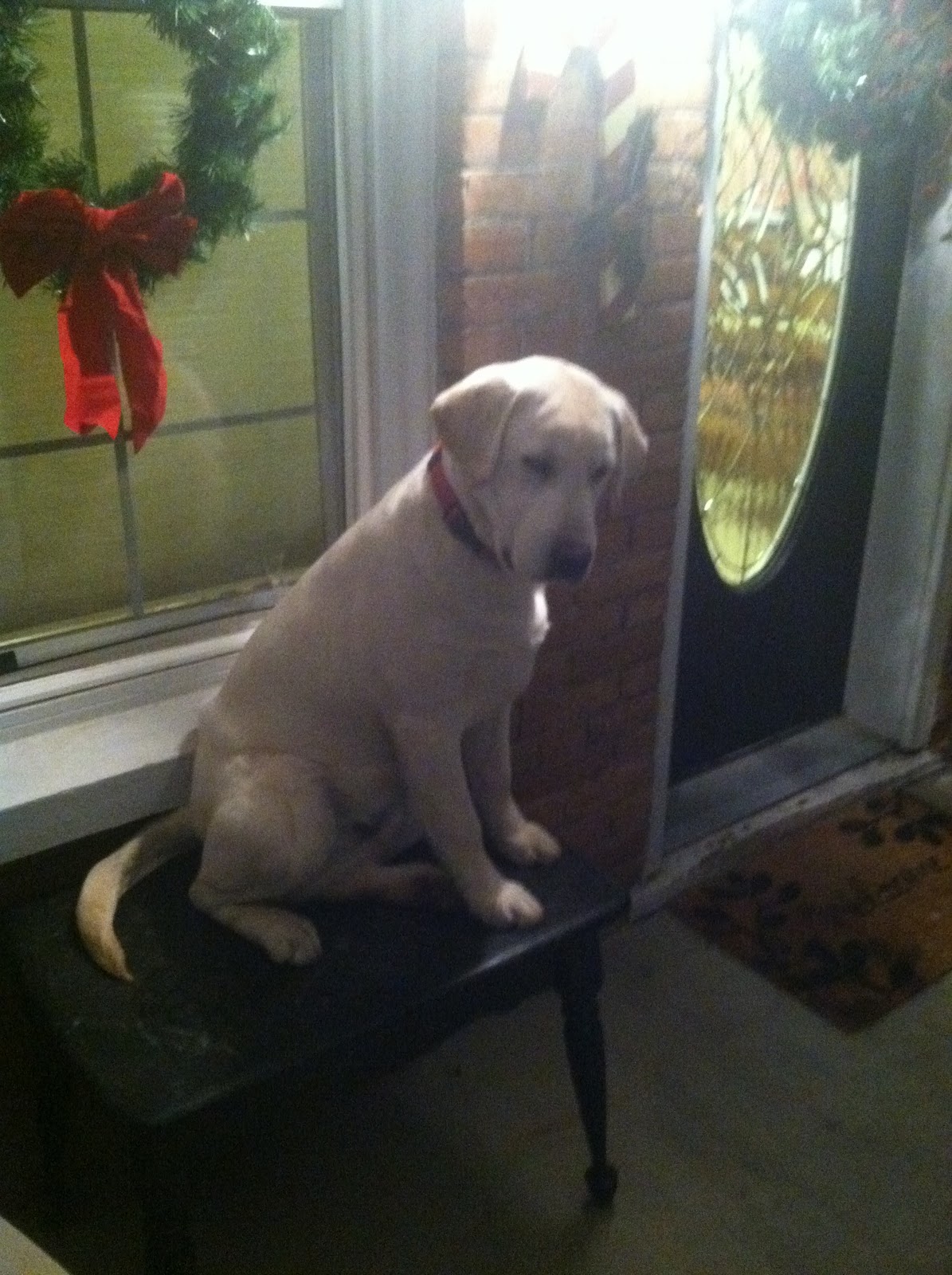 Tushar Mountain Labrador Retrievers