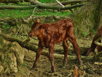 A newborn calf