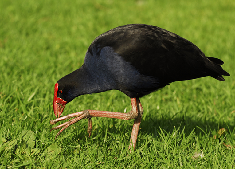 pukeko
