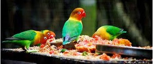 pakan lovebird pakan lovebird