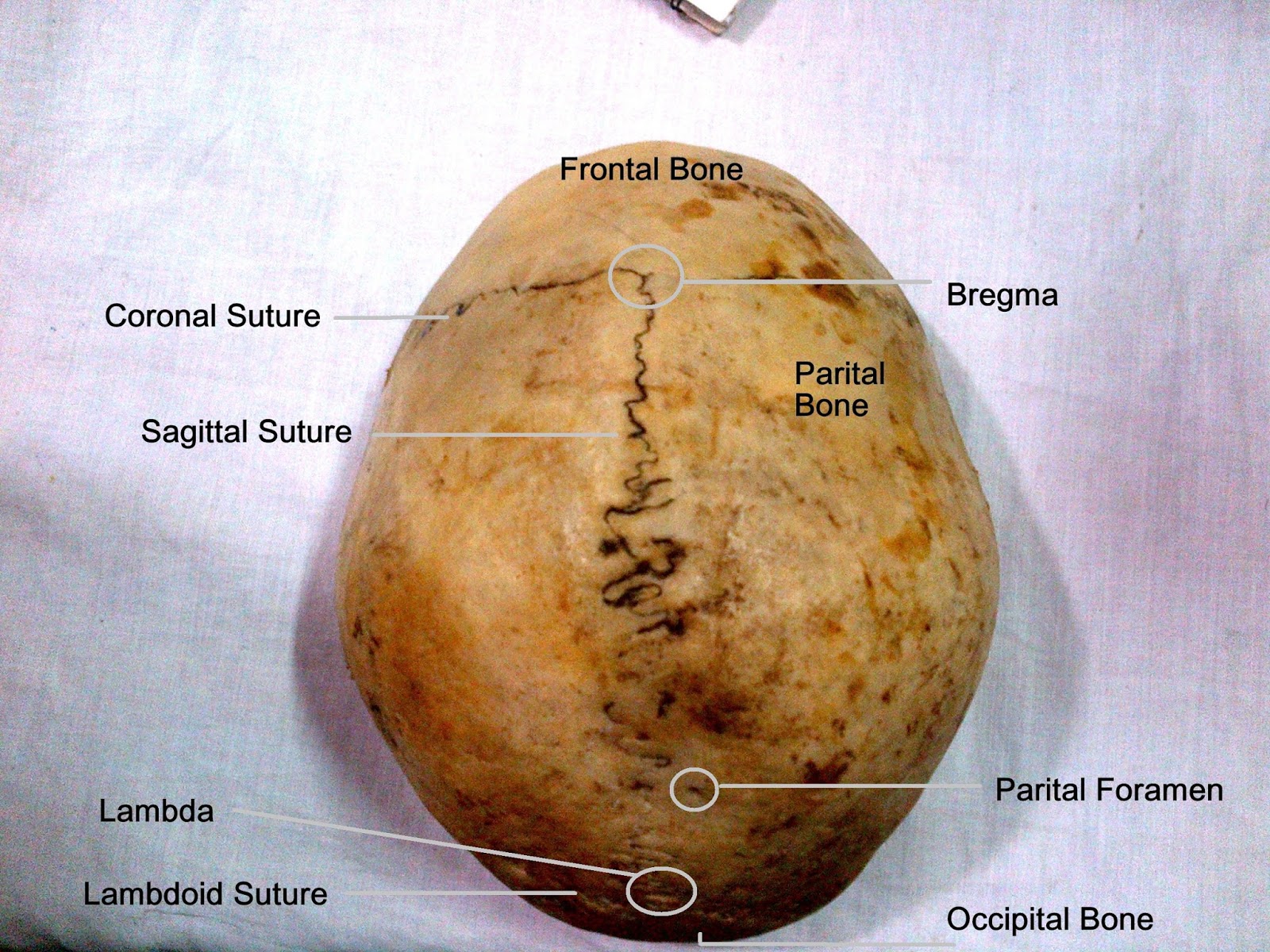 Anatomy Made Easy : January 2014