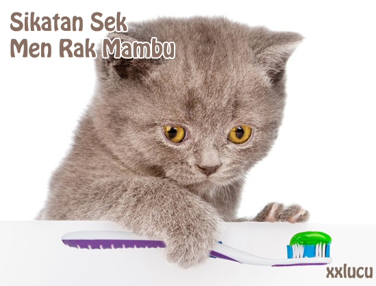 Gambar Lucu Kucing Oren - Tuman Gambar Gambar Lucu Kucing Oren - Tuman Gambar