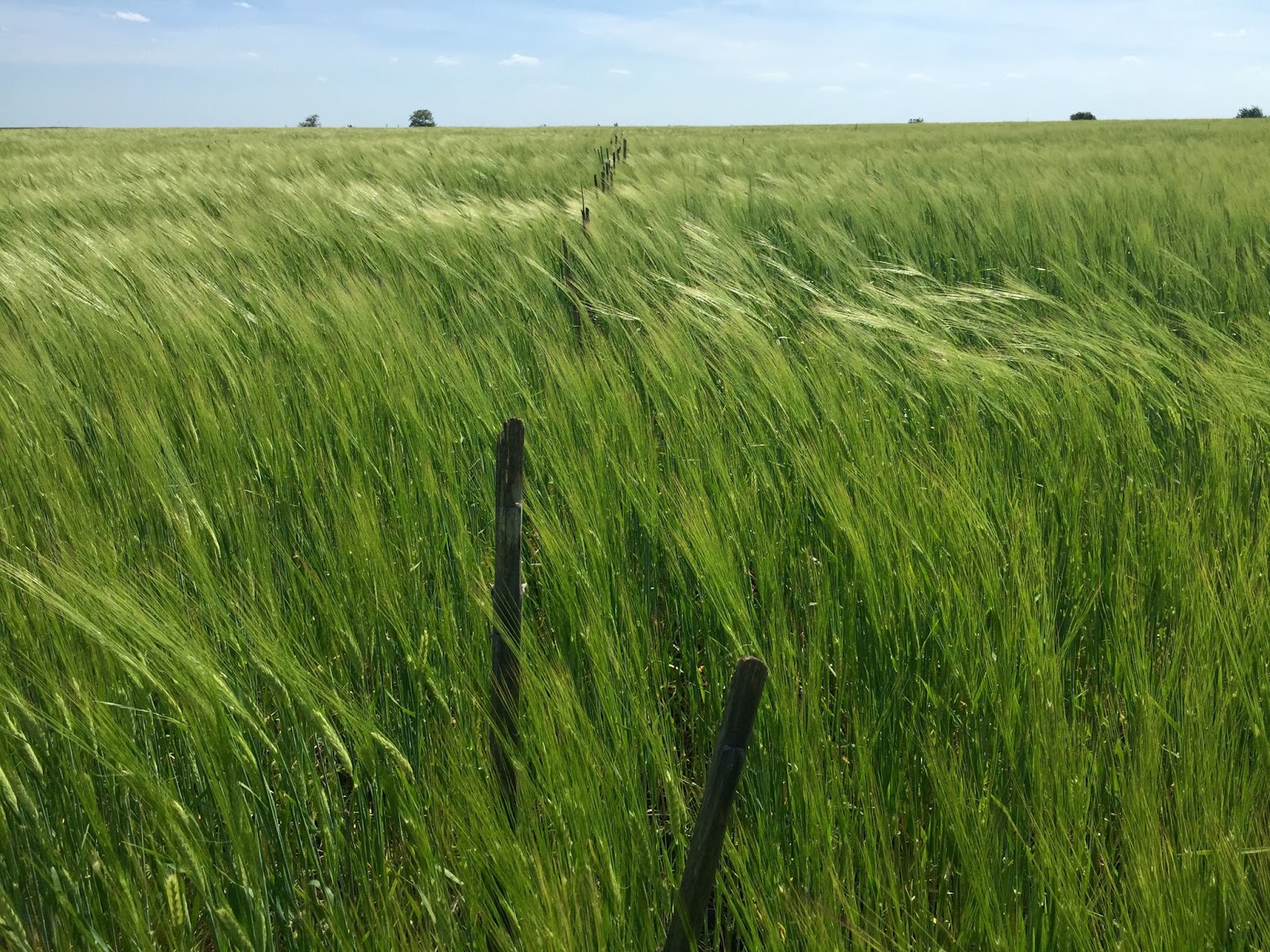 Green square agro consulting latest usda weather update for western fsu