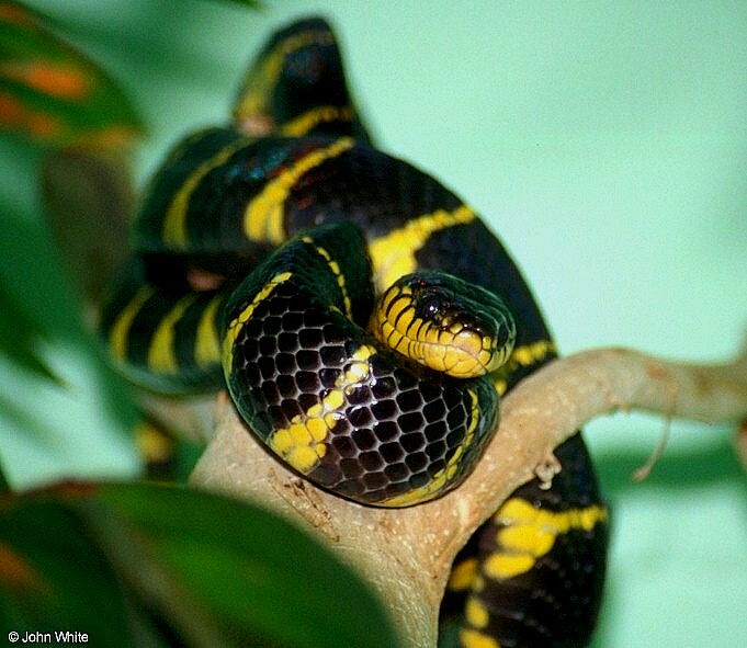 Collection 98+ Images what is a yellow and black snake Full HD, 2k, 4k