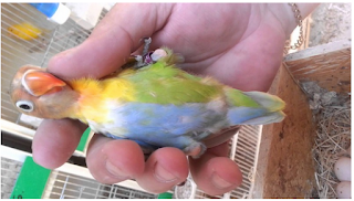 Nama Lovebird Berdasarkan Warna Beserta Gambar Lengkap