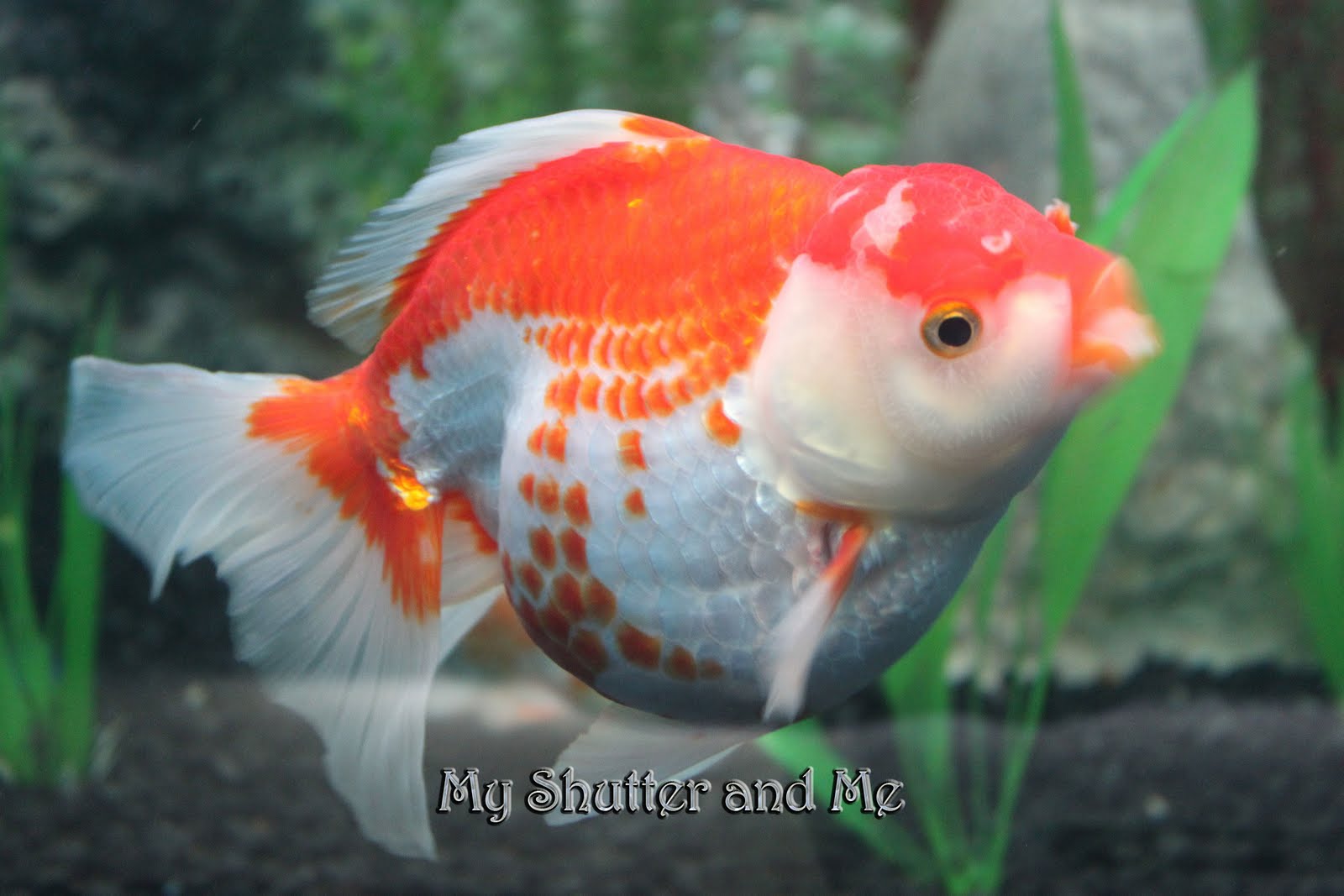 My Shutter and ME: GHOTI means Fish