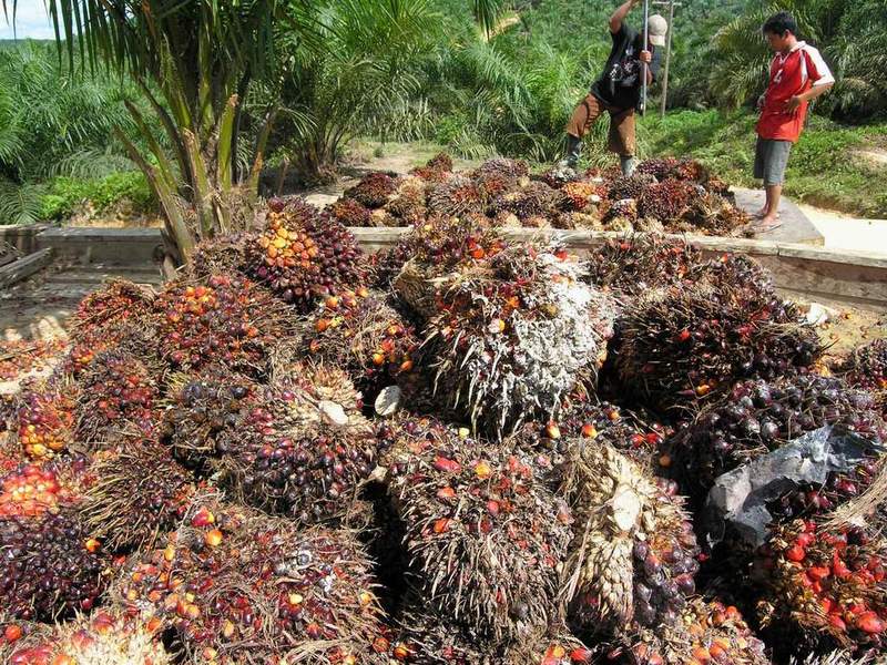 makalah tentang kelapa sawit