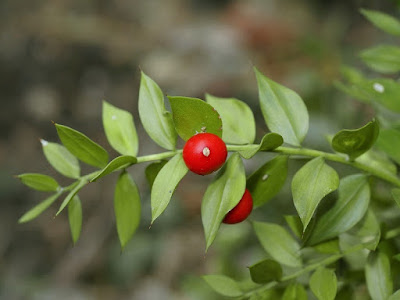 Ruscus aculeatus - плодове по листата Ruscus-aculeatus-72