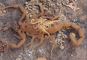 Facts African Water Scorpion 13