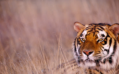 HD Tiger Wallpaper Widescreen