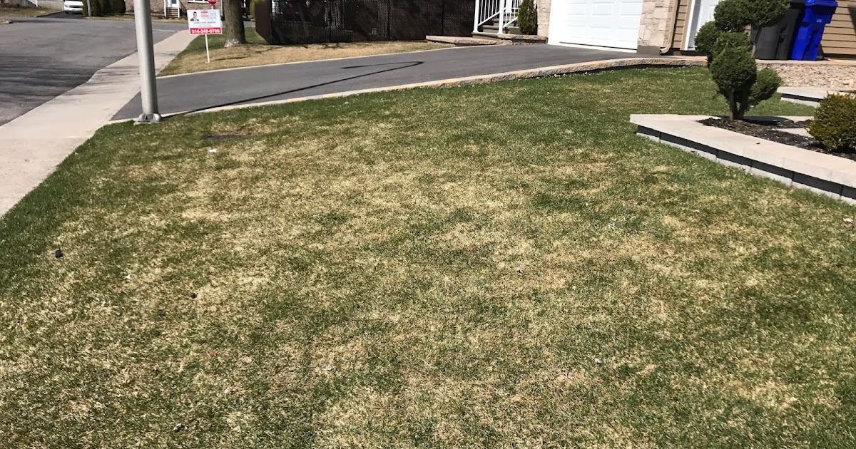 Fou du Gazon Gazon jaune du printemps