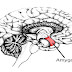 The Rhythm Of Our Breathing Influences Our Brain Function And Behavior