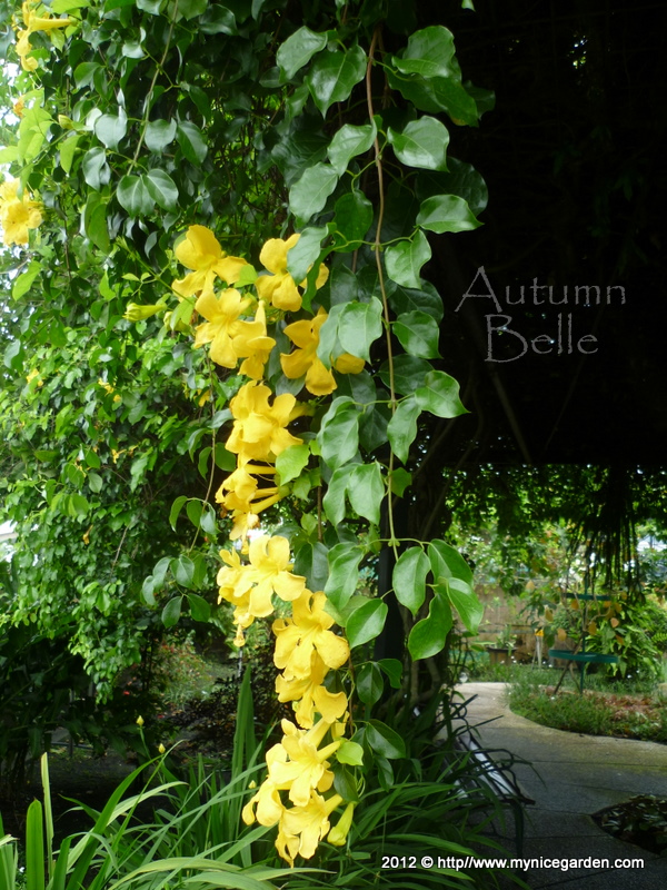 My Nice Garden Cat's Claw Macfadyena unguiscati A weed or exotic