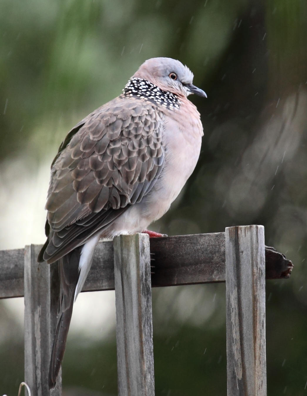 Land for Wildlife & Garden for Wildlife Alice Springs Feral Spotted