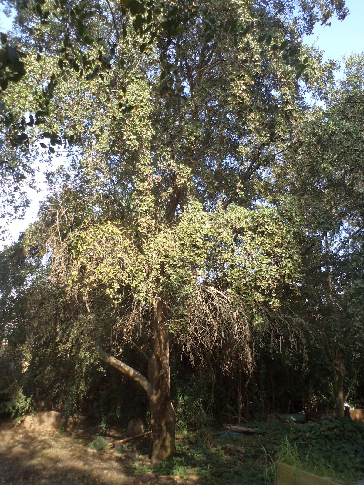 Vivero de Árboles Nativos: Quillay