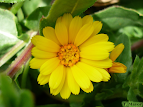 Calendula arvensis