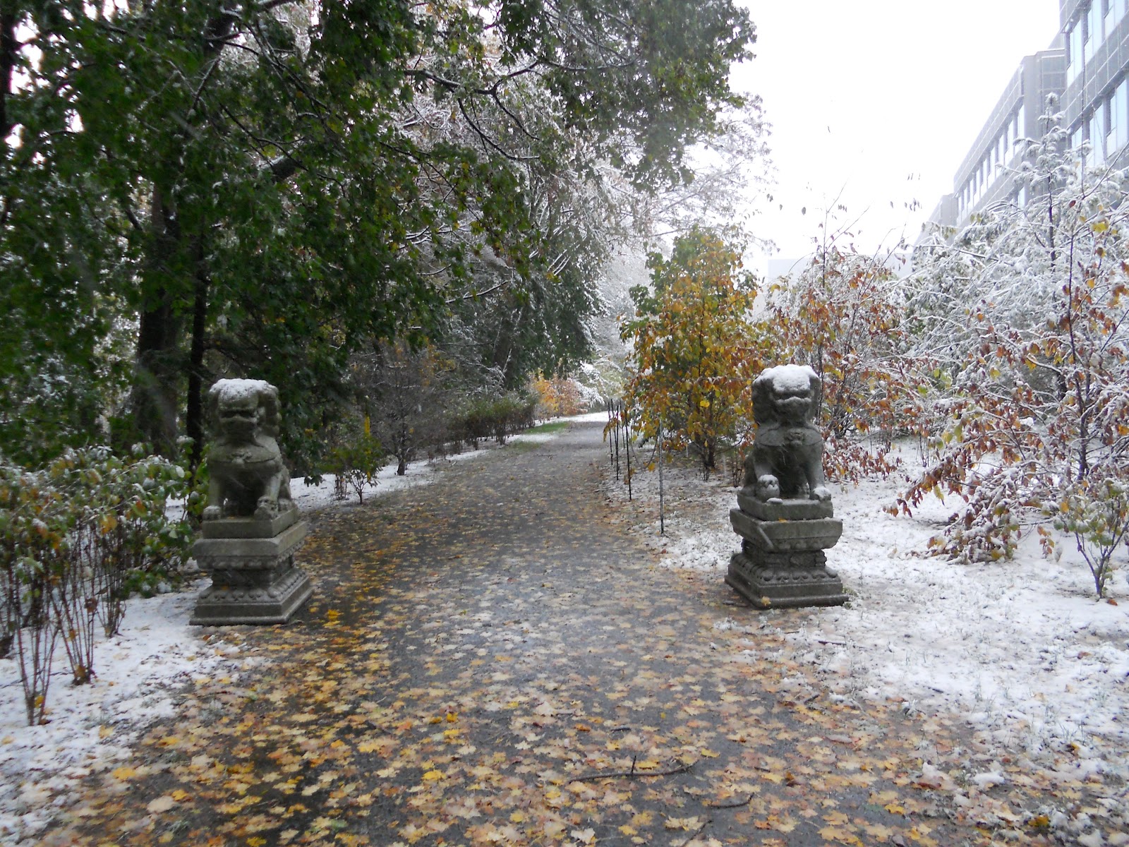 Nature Photography: First Snow at Princeton