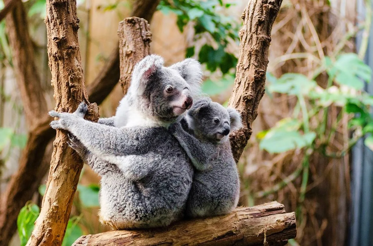 澳洲-昆士蘭-布里斯本-黃金海岸-動物園-龍柏動物園-袋鼠-推薦-必玩-必去-自由行-景點-旅遊-Australia-Zoo-Lone-Pine-Koala-Sanctuary