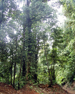 ECOSISTEMAS DE COSTA RICA: BOSQUE TROPICAL MUY HÚMEDO MONTANO BAJO
