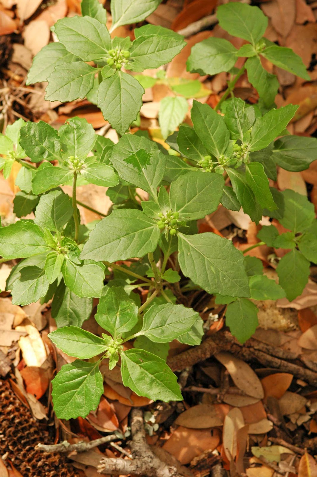 Window on a Texas Wildscape: Weeds, blooms and some natives
