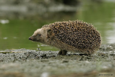 erizo europeo occidental Erinaceus europaeus