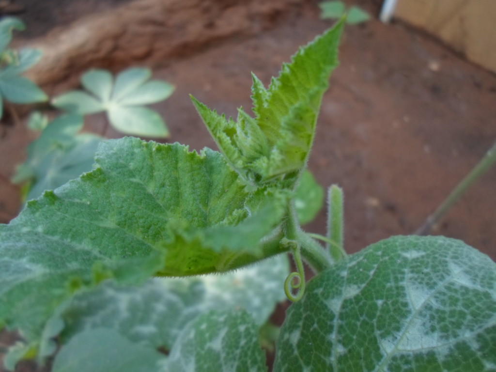 Delirios del Rey Freak: Dejemos de ser la puta petrolera de algunos