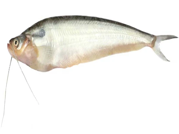 pabda fish, pabda fish farming, pabda fish farming business, commercial pabda fish farming, commercial pabda fish farming business, how to start pabda fish farming, pabda fish farming guide, pabda fish farming tips