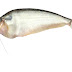 Pabda Fish