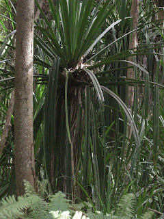 Jozani Forest Zanzibar