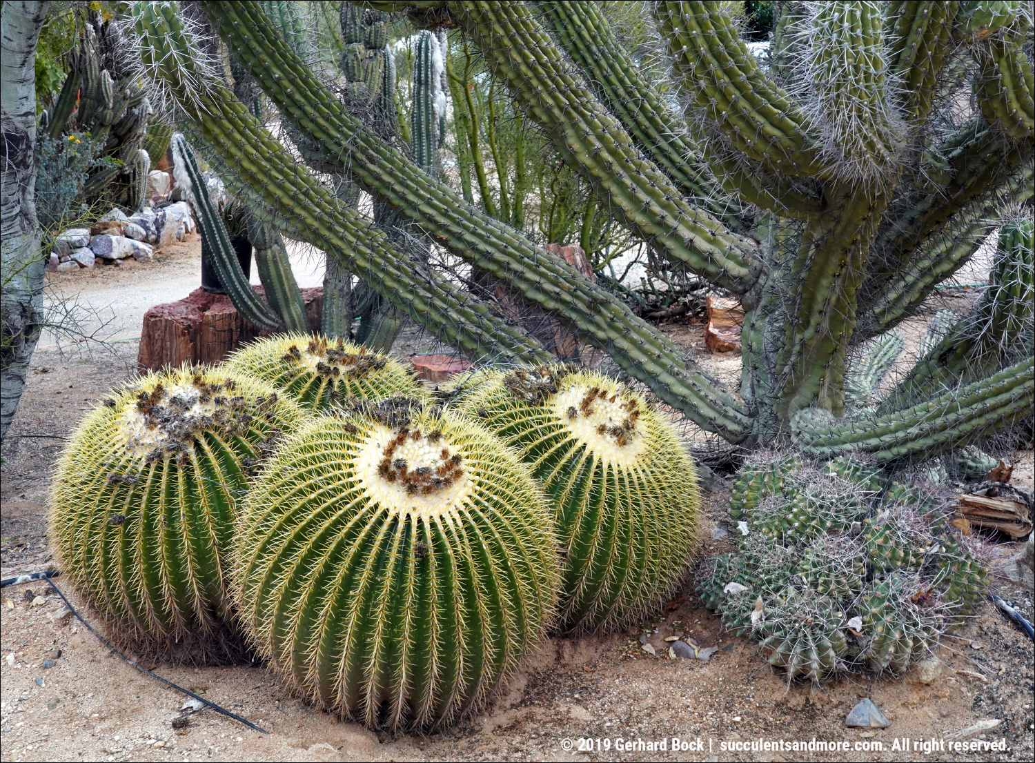 Bach's Cactus Nursery in Tucson on a chilly winter day