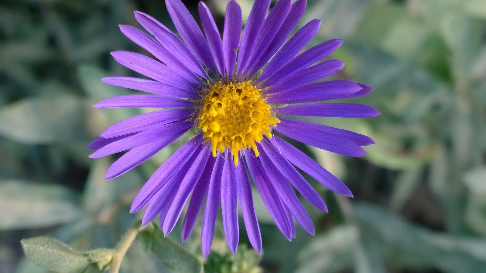 South Jersey Native Plants First Annual Open House Fall Native Plant Sale