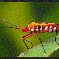 Kaidah Tembang Macapat Yang Harus Diketahui Jawapinter