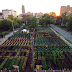 America’s first urban ‘agrihood’ feeds 2,000 households for free