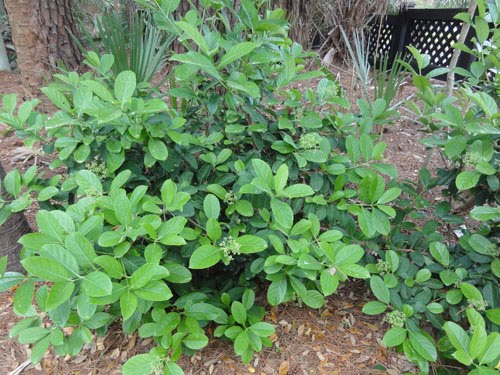 Rhododendron Photos Facts And Care Tips Dengarden