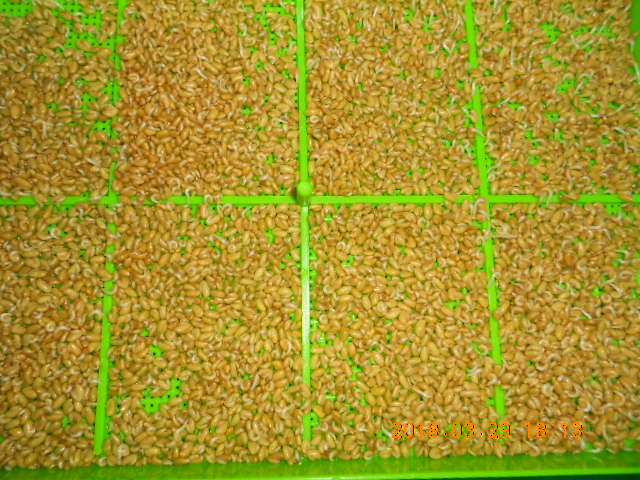 ��Ī��,��Ī�گ�,fenugreek,fenugreek-seeds,�����l,��Ī�ڽ��n,��Ī�ڬ�\��,��Ī�گ��\��,��Ī�ڵo����,��Ī�ڬ�