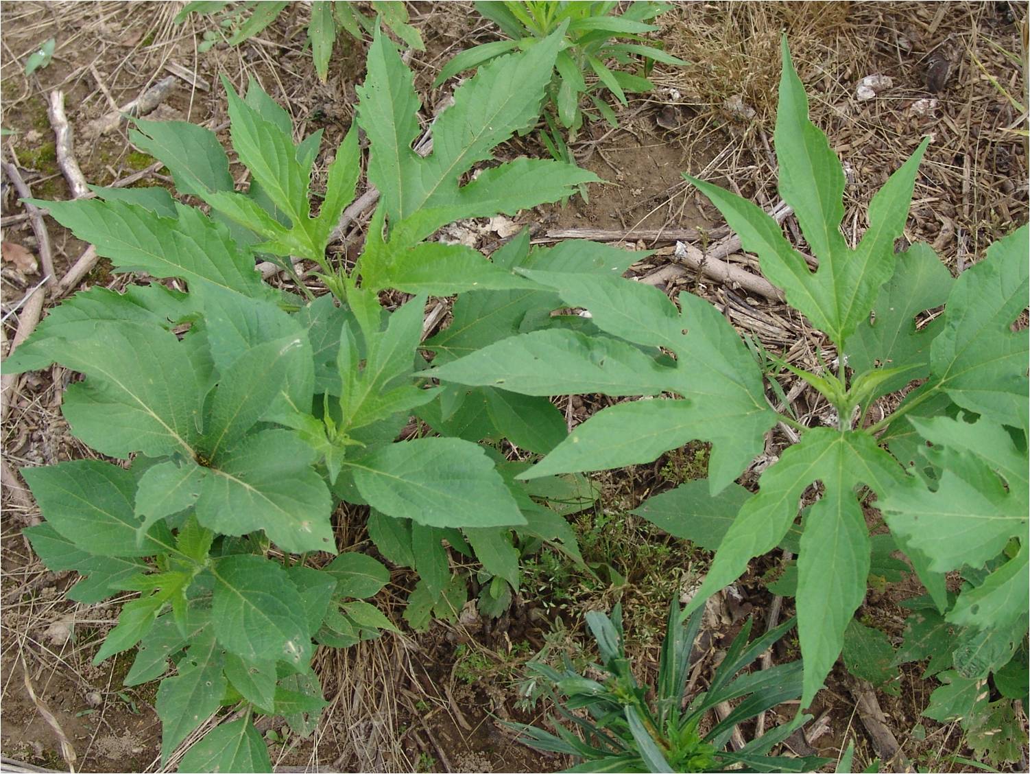 Hal's Hat Happy Ragweed Day!