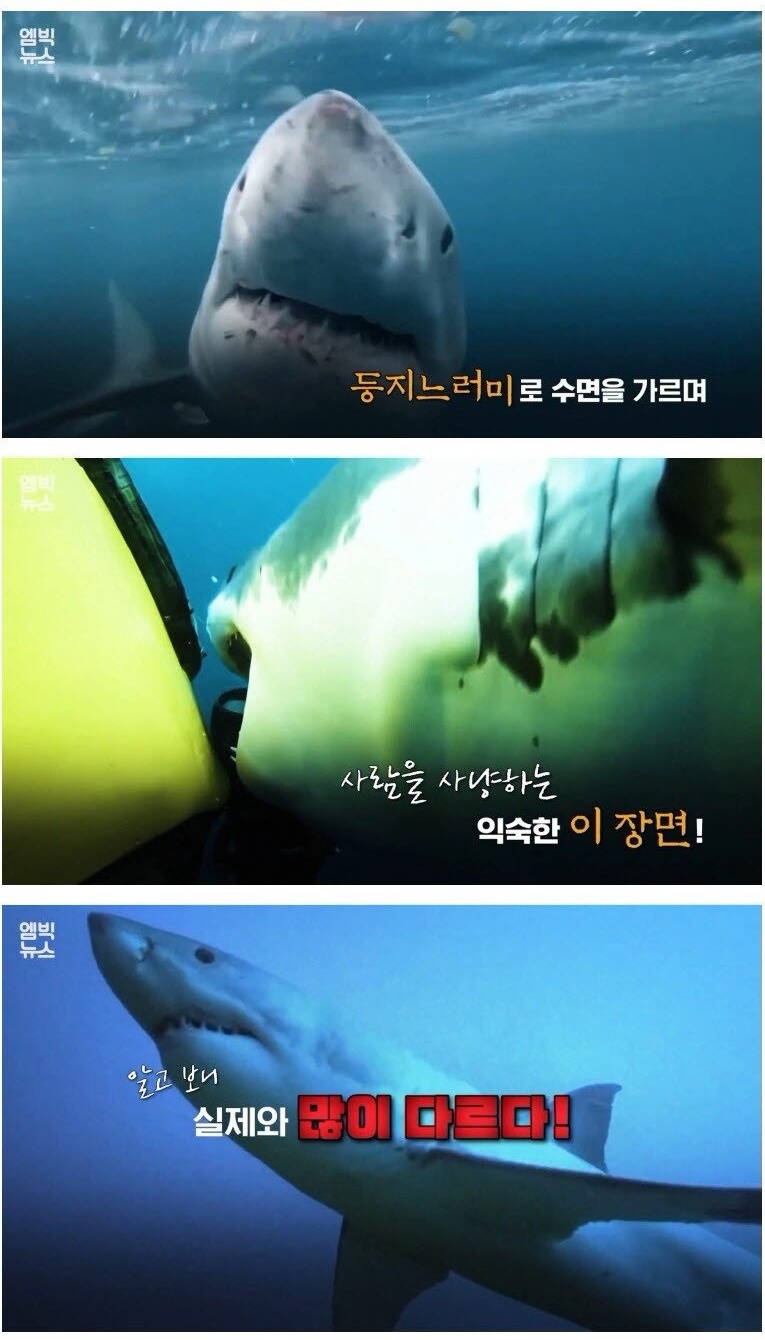 식인 상어 백상아리에 대한 오해  - 꾸르