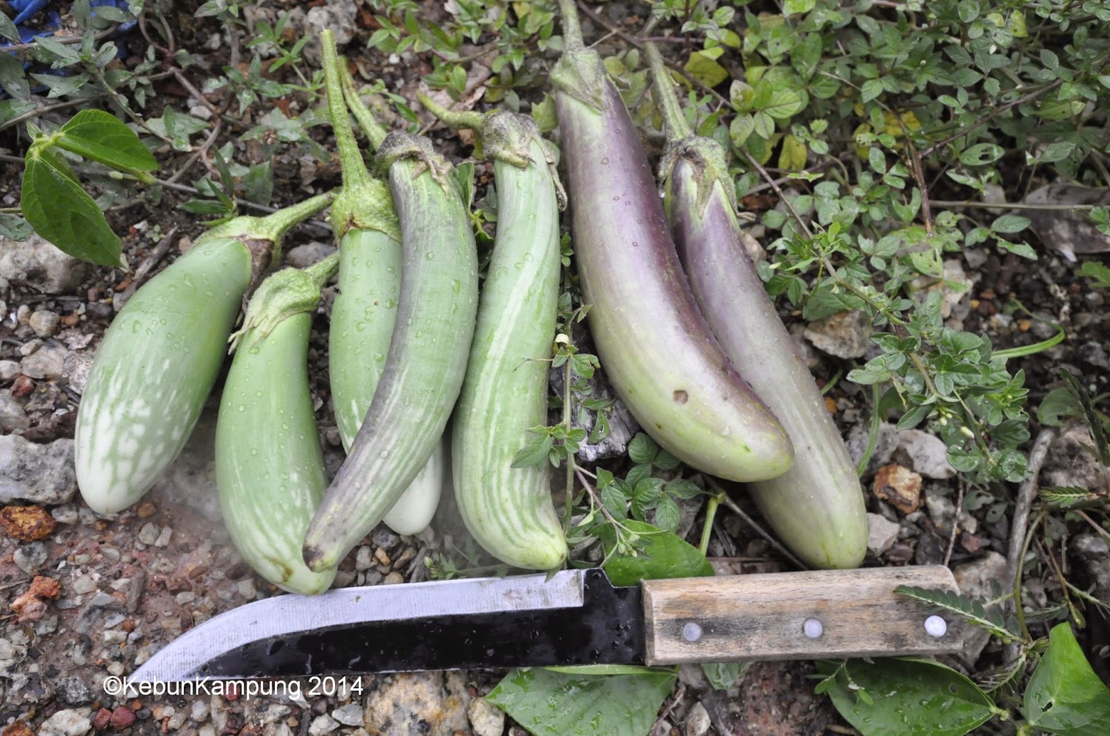 perkembangan kebun kampung 12 Oktober 2014: perkembangan timun, labu ...