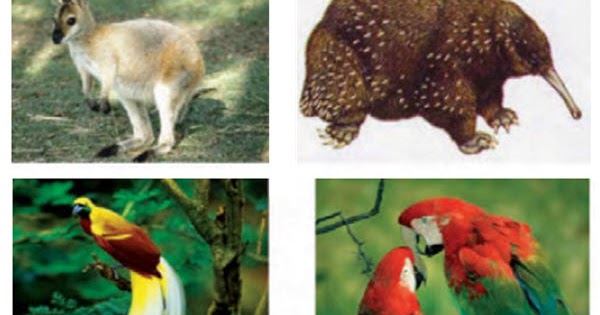 15 Koleksi Cemerlang Gambar Flora Dan Fauna Di Indonesia Bagian Timur