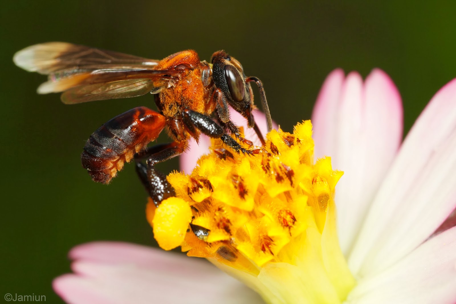 Madu Lebah Kelulut  100 Asli Februari 2014
