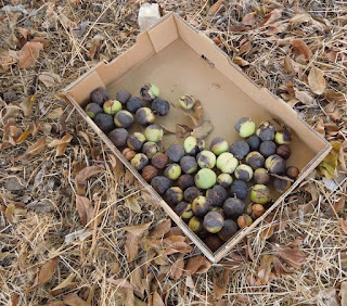 Walnuts Gathered from the Ground,  © B. Radisavljevic