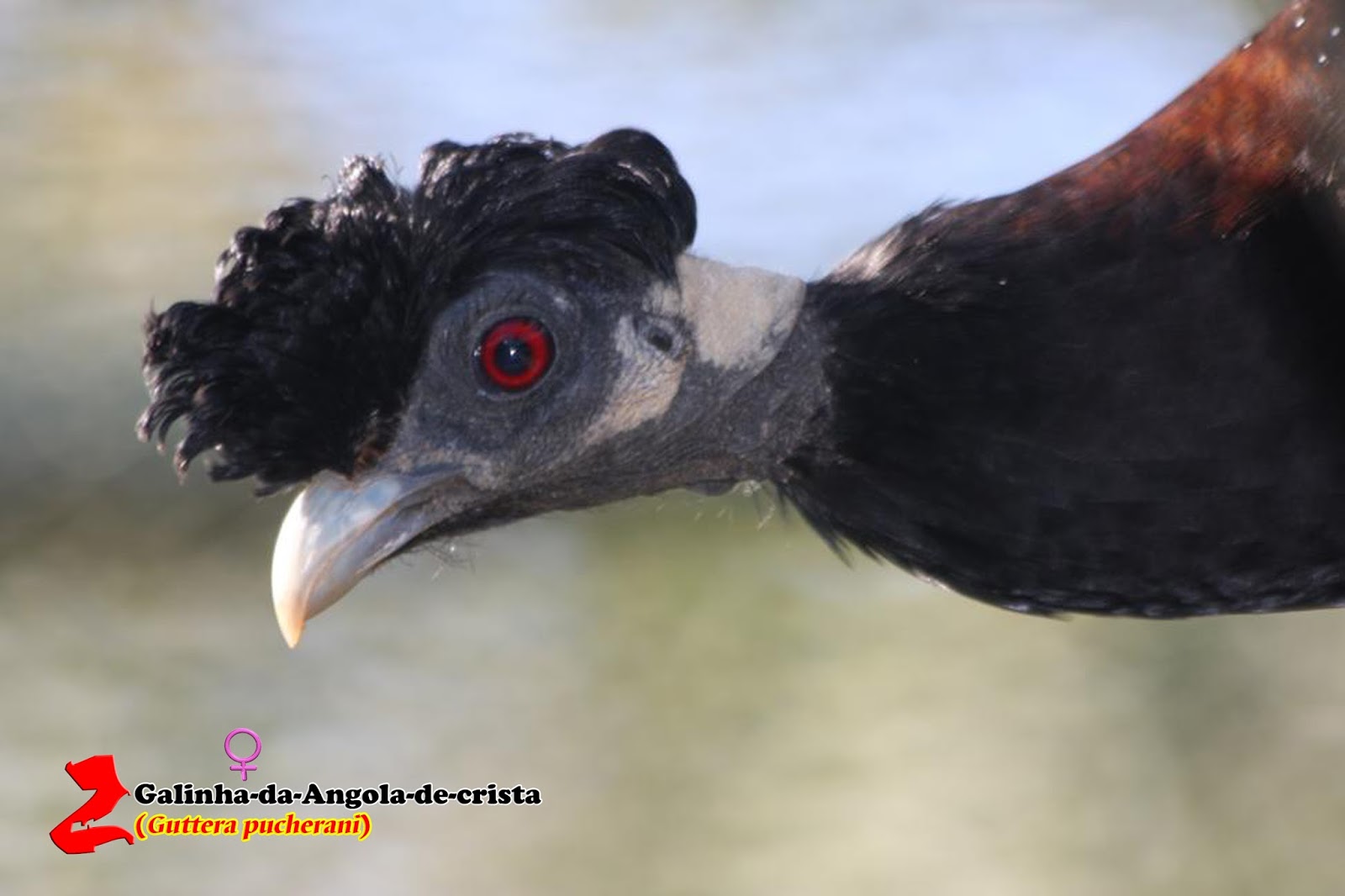 Zoologia Galinhadaangoladecrista (Guttera pucherani) Zoologia Galinhadaangoladecrista (Guttera pucherani)