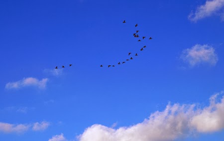 a group of birds go toward the east. 　