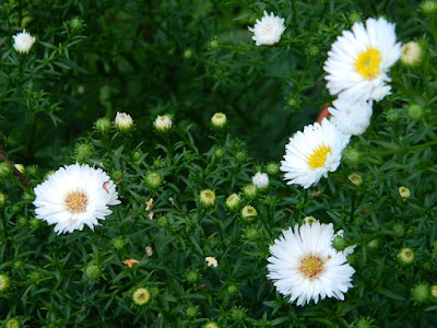 przyroda we wrześniu slow life przyroda blog