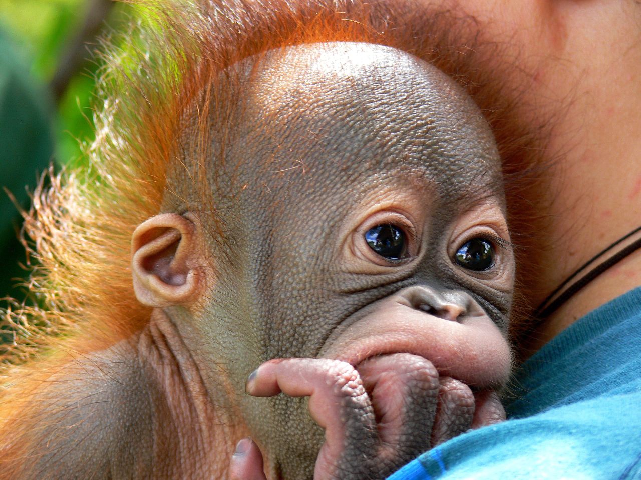 Orangutan5.jpg